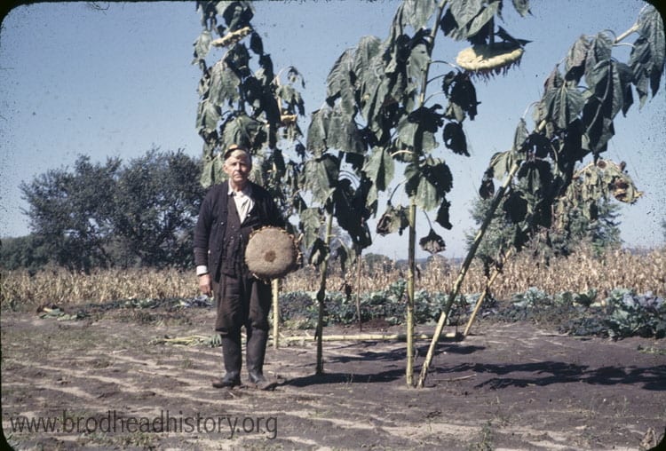 Mont Hopkins with sunflower, Brodhead.