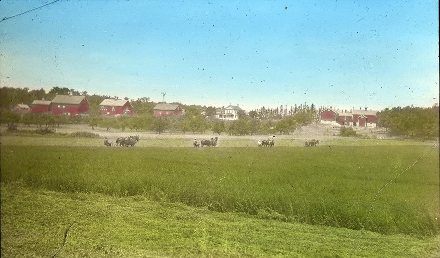 Hand-colored photograph of four teams of horses mowing alfalfa hay. Cornfalfa Farms collection, New Berlin Historical Society.