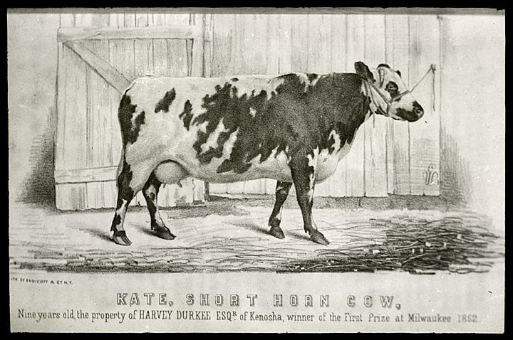 "Kate", short horn cow owned by Harvey Durkee, Kenosha. From Volume 2 of the Transactions of the Wisconsin Agricultural Society of 1852, published in 1853. Kenosha County Historical Society.