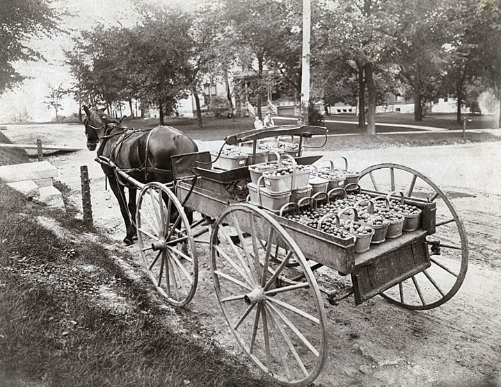 Plums for market, 1890-1920. UW-Madison Archives.