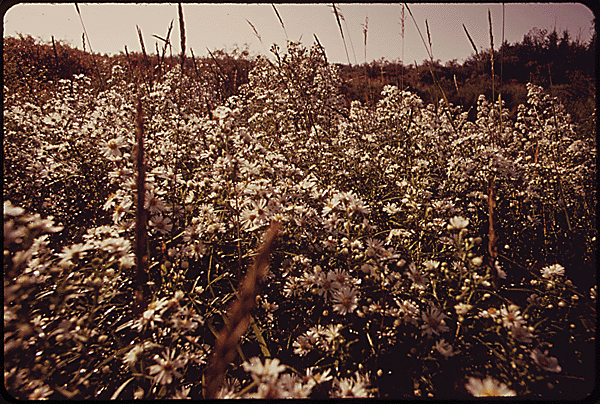 Wildflowers near Moen Lake, Wisconsin, 1973.