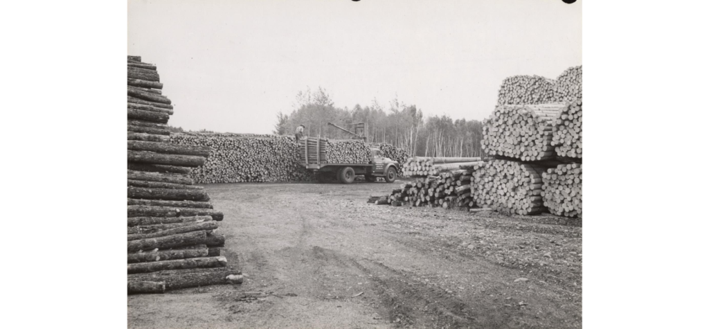 Pulp logs, 1954.
