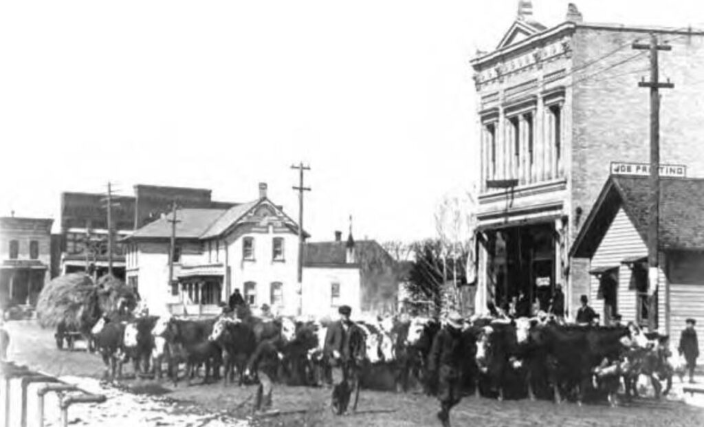 Men herd cattle in front of the Bank of Kewaskum on Main Street.