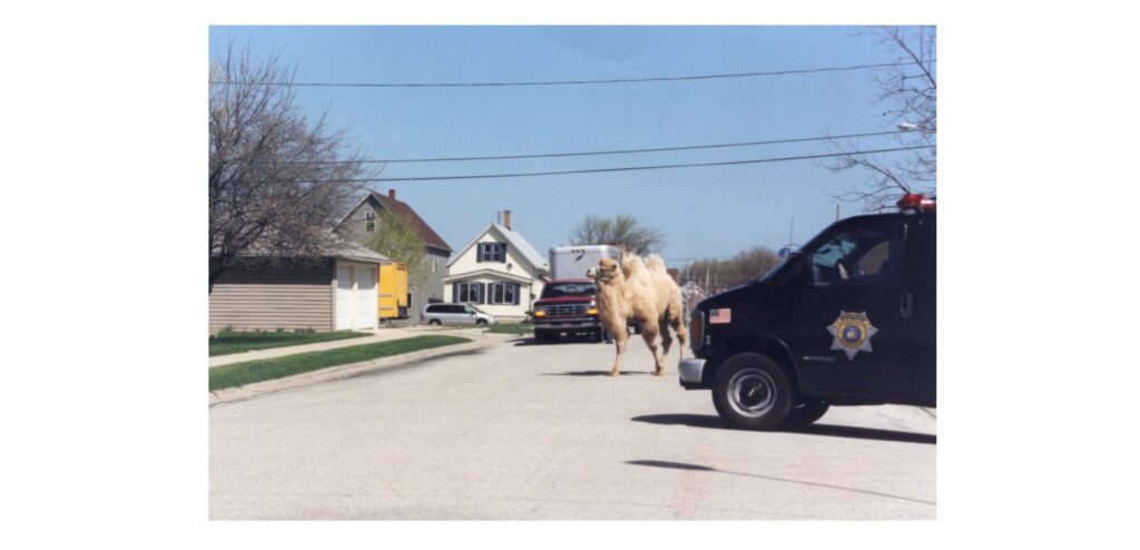 Max, a three-year-old camel, is pursued by South Milwaukee police near 12th Avenue and Madison Avenue. The animal escaped while on a visit to St. Adalbert School in April 2002 and was loose for about 10 minutes before police cornered him, allowing his handler to grab his reins.